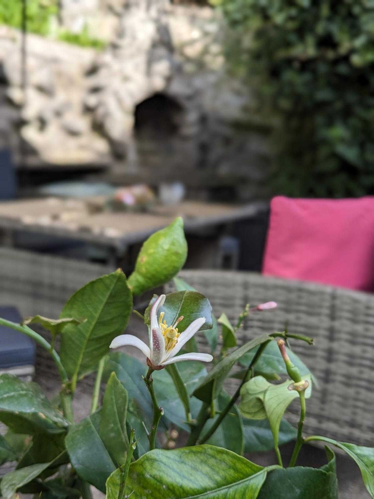 Waldblickwohnung Mit Schoener Terrasse Und Kamin Sebnitz Dış mekan fotoğraf